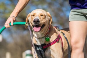 10 Worst US States For Travelling With Your Dog This Summer