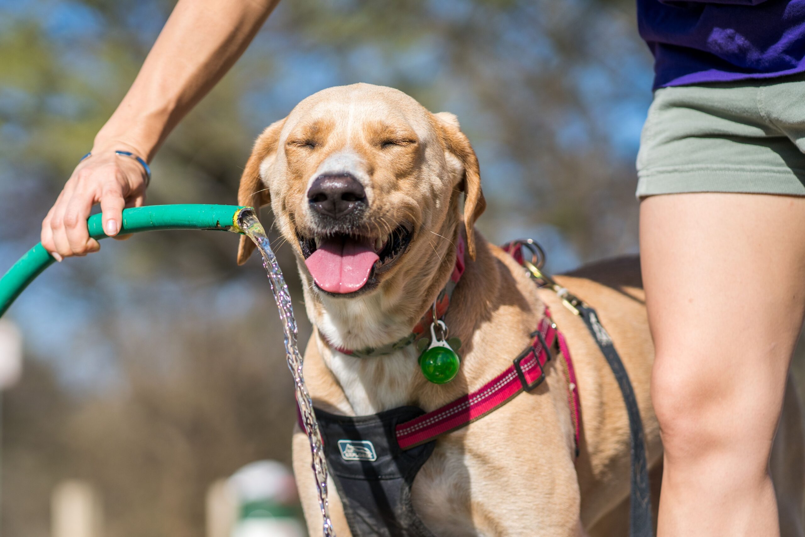 10 Worst US States For Travelling With Your Dog This Summer