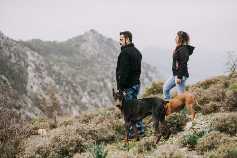 6 Best US States For travelling With Your Dog in Summer