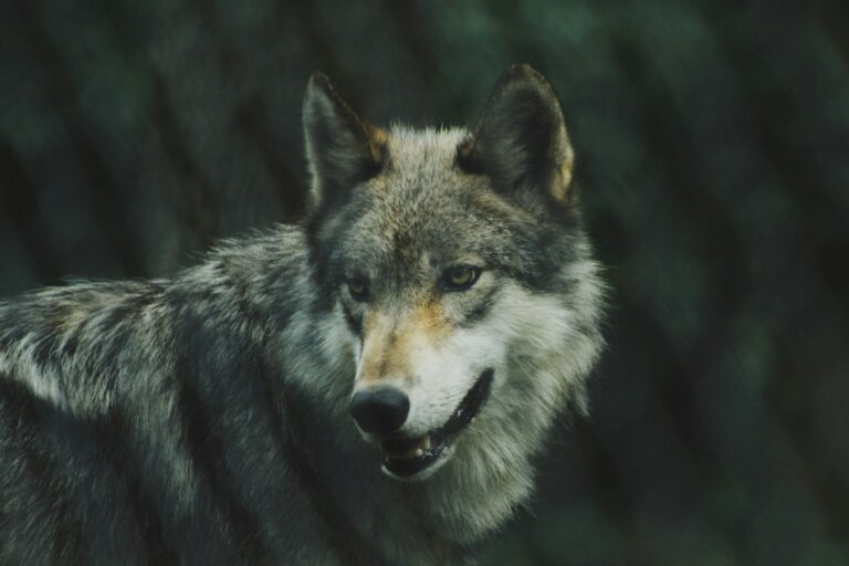Could Ancient Wolves Have Domesticated Themselves?