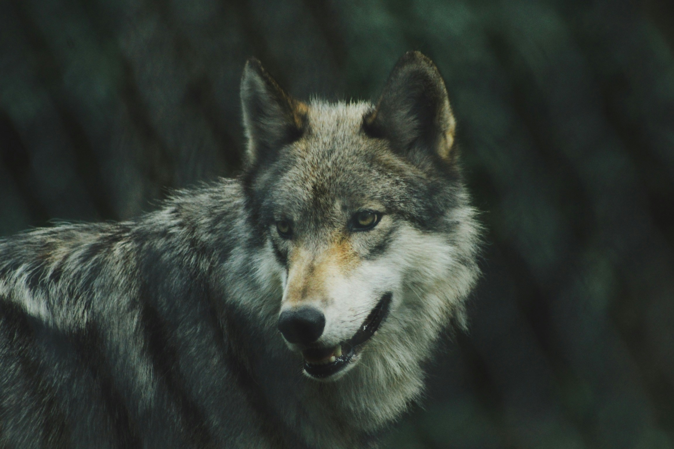 Could Ancient Wolves Have Domesticated Themselves?