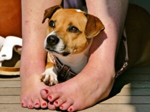 Why Your Dog Sometimes Sits on Your Feet in Public