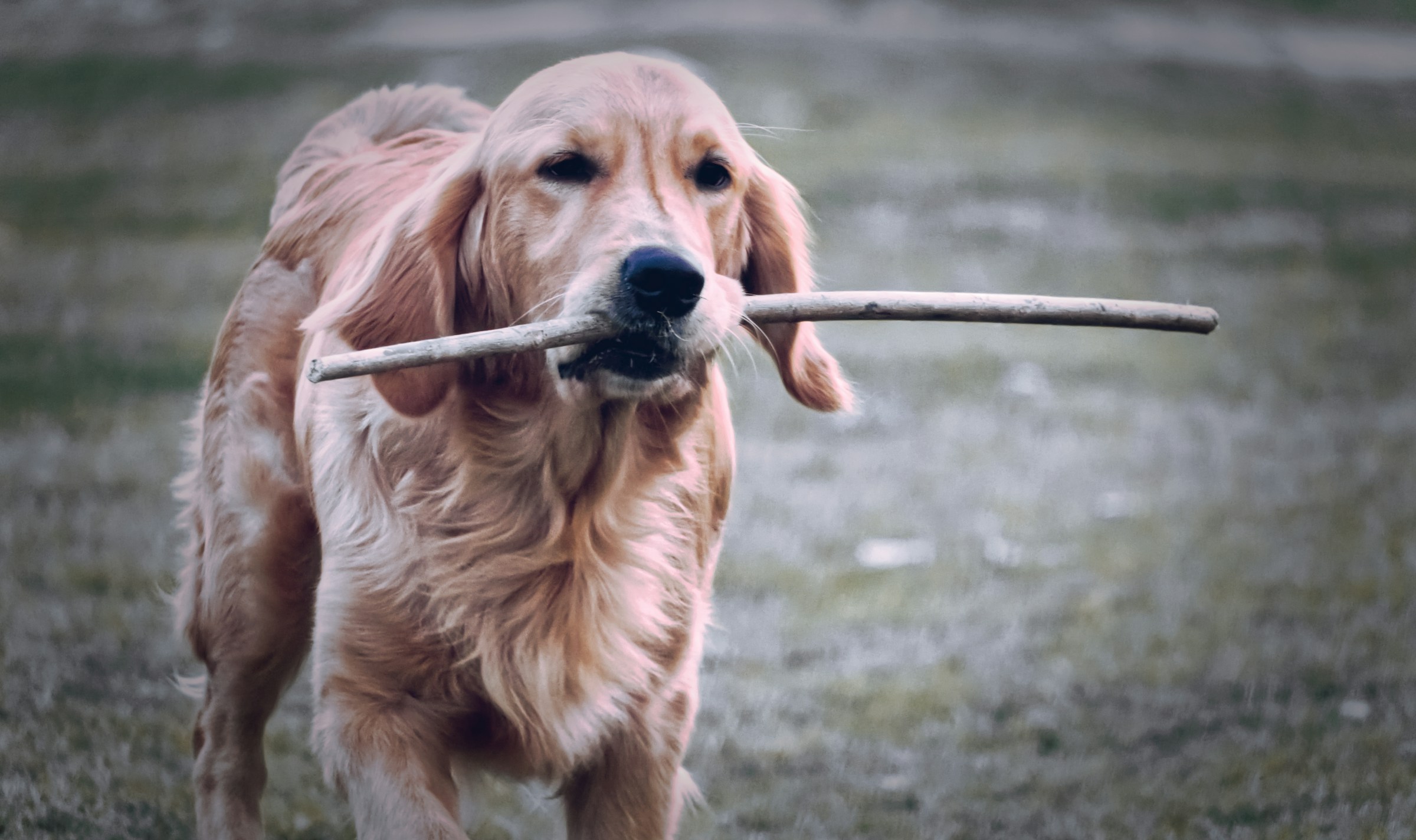 Why Your Dog Brings You Sticks and Stones