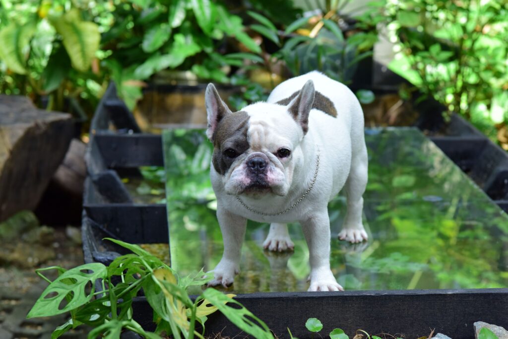 10 Dog Breeds That Rarely Outgrow Their Puppy-Like Personalities