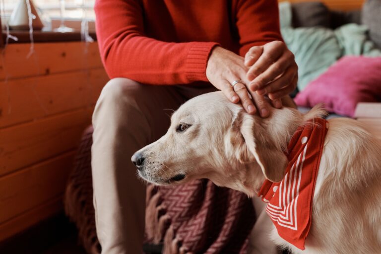 Dog Psychology Says Senior Dogs Often Seek Reassurance More Than Exercise
