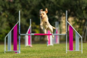 The Dog Training Style That Works Best for Every Zodiac Sign — According to Astrologers