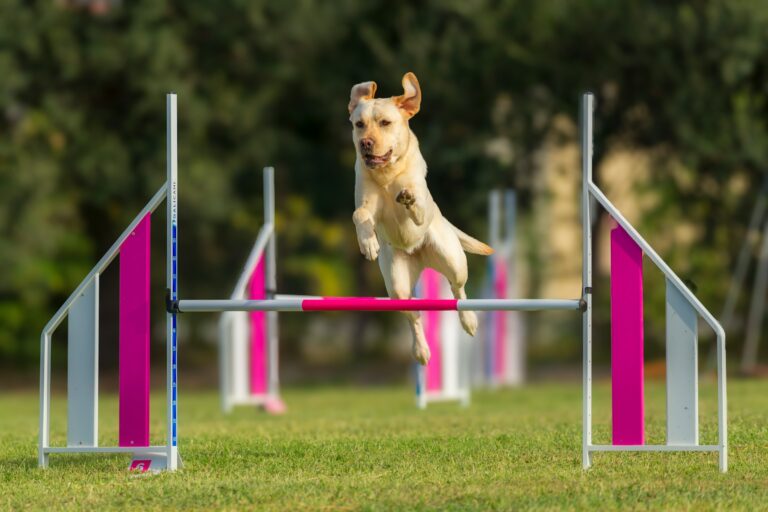 The Dog Training Style That Works Best for Every Zodiac Sign — According to Astrologers