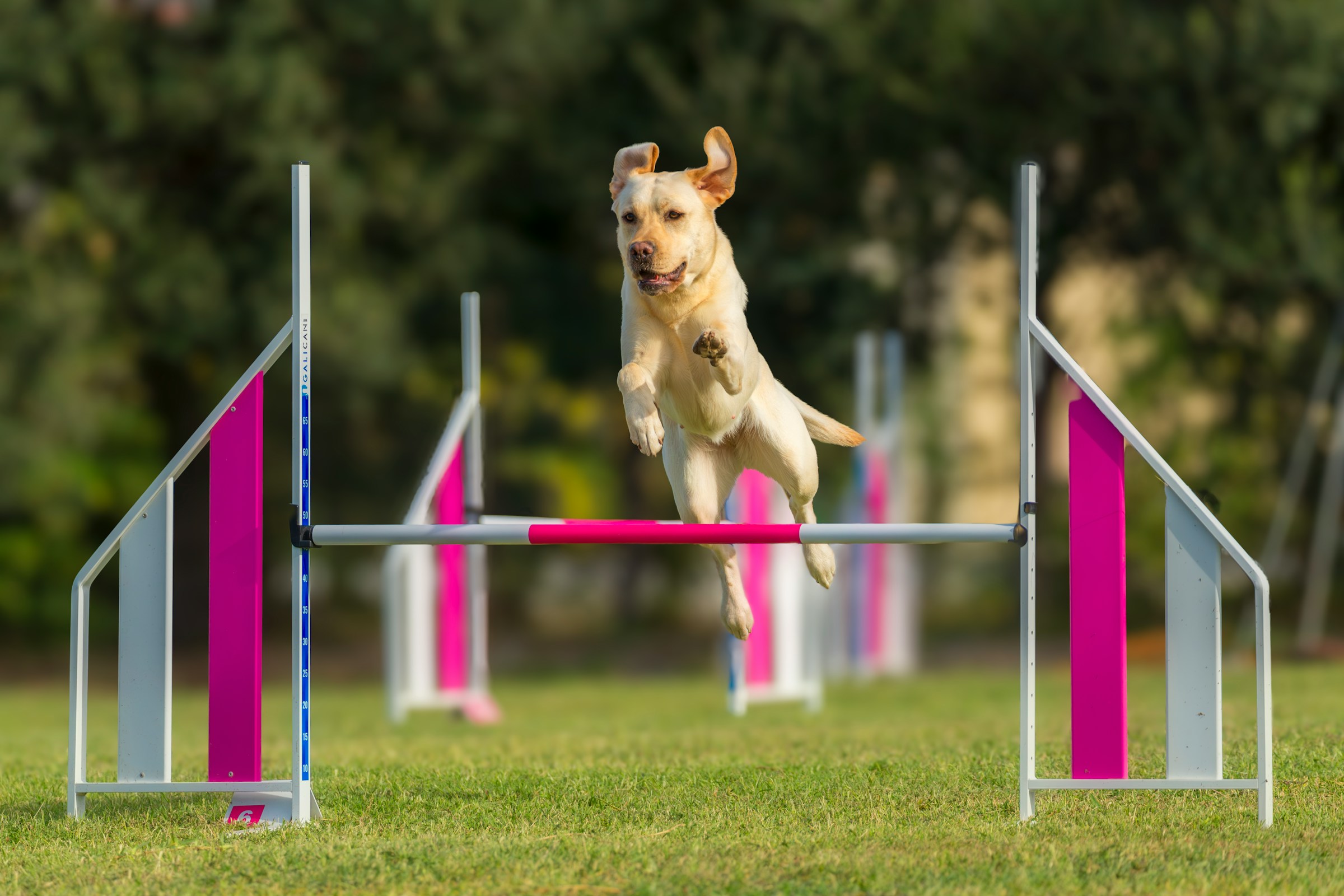 The Dog Training Style That Works Best for Every Zodiac Sign — According to Astrologers