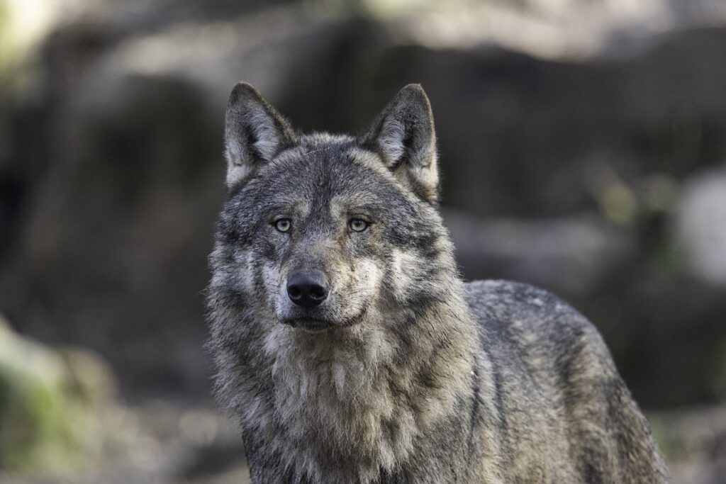 15 Incredible Facts About Gray Wolves That Most Americans Never Learn
