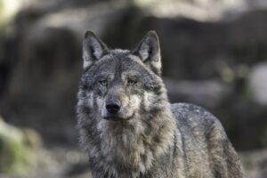 15 Incredible Facts About Gray Wolves That Most Americans Never Learn