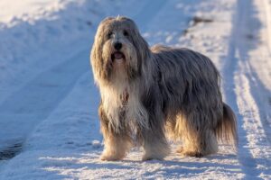 What the Dog Breed You're Drawn to Says About Your Zodiac Sign