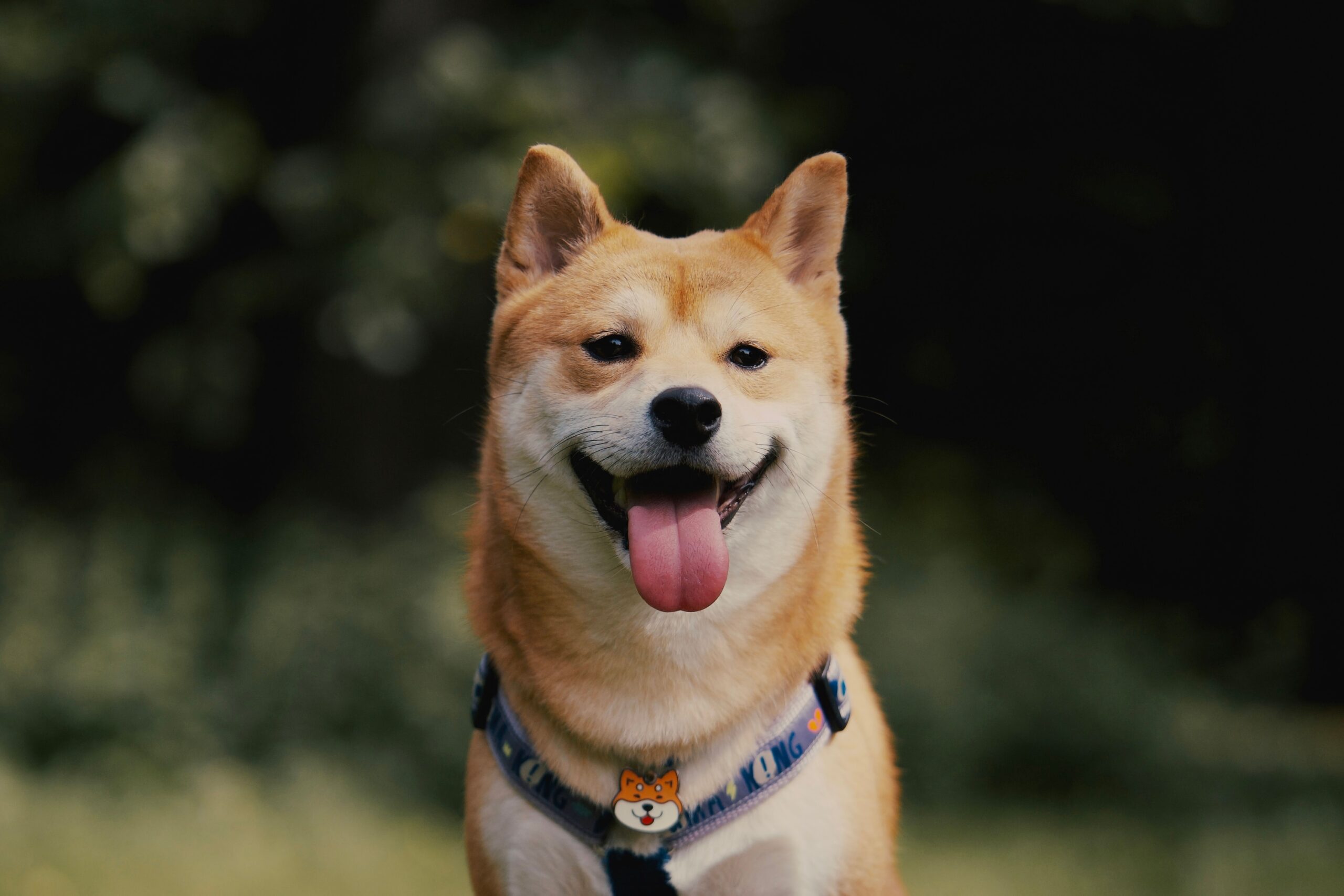 15 Dog Breeds That Form Strong Family Bonds Without Becoming Overly Dependent