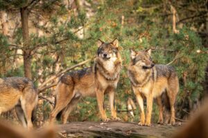 10 Fascinating Ways Wolves Changed Yellowstone Forever