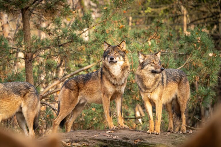 10 Fascinating Ways Wolves Changed Yellowstone Forever