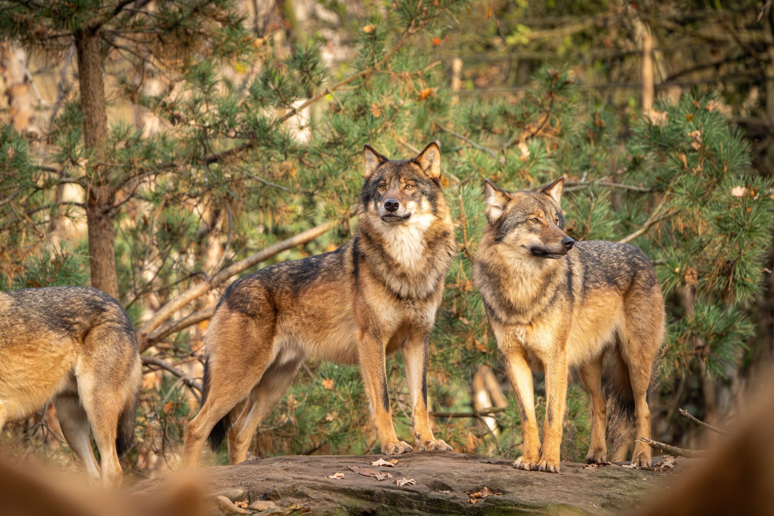10 Fascinating Ways Wolves Changed Yellowstone Forever
