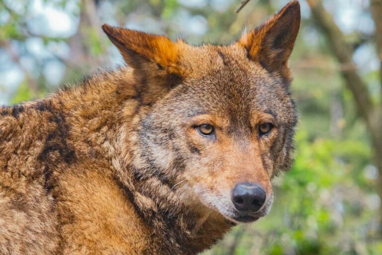 12 Things You Didn't Know About America's Endangered Red Wolves