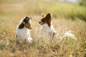 The Dog Breed Your Zodiac Sign Needs When Life Feels Like It's Falling Apart