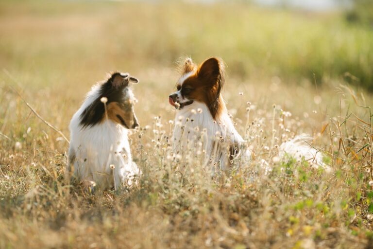 The Dog Breed Your Zodiac Sign Needs When Life Feels Like It's Falling Apart