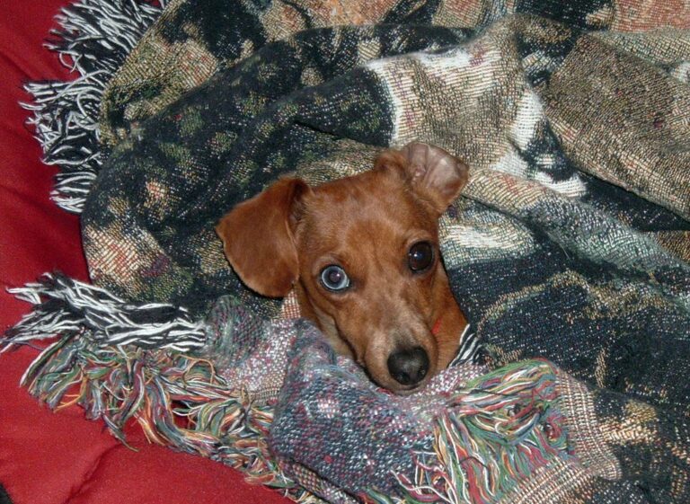Why Your Dog Burrows Under the Blankets (The Instinctual Need Most Owners Ignore!)