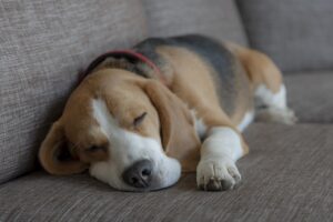 When Your Dog Whimpers in Their Sleep, They're Likely Dreaming About You