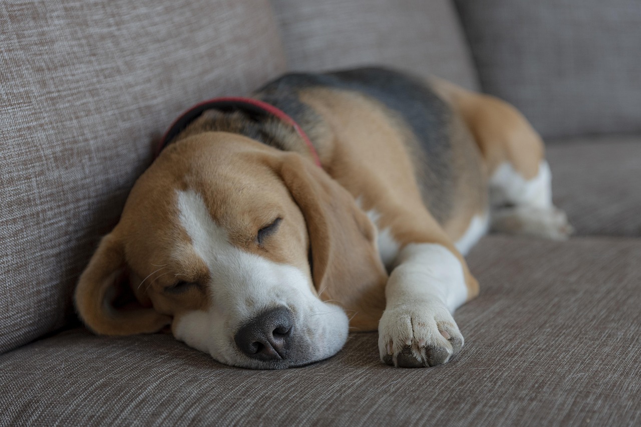 When Your Dog Whimpers in Their Sleep, They're Likely Dreaming About You
