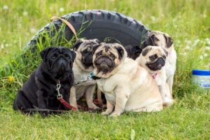 Veterinarians Say Dogs Who Suddenly Lose Interest in Their Favorite Toys Deserve a Closer Look