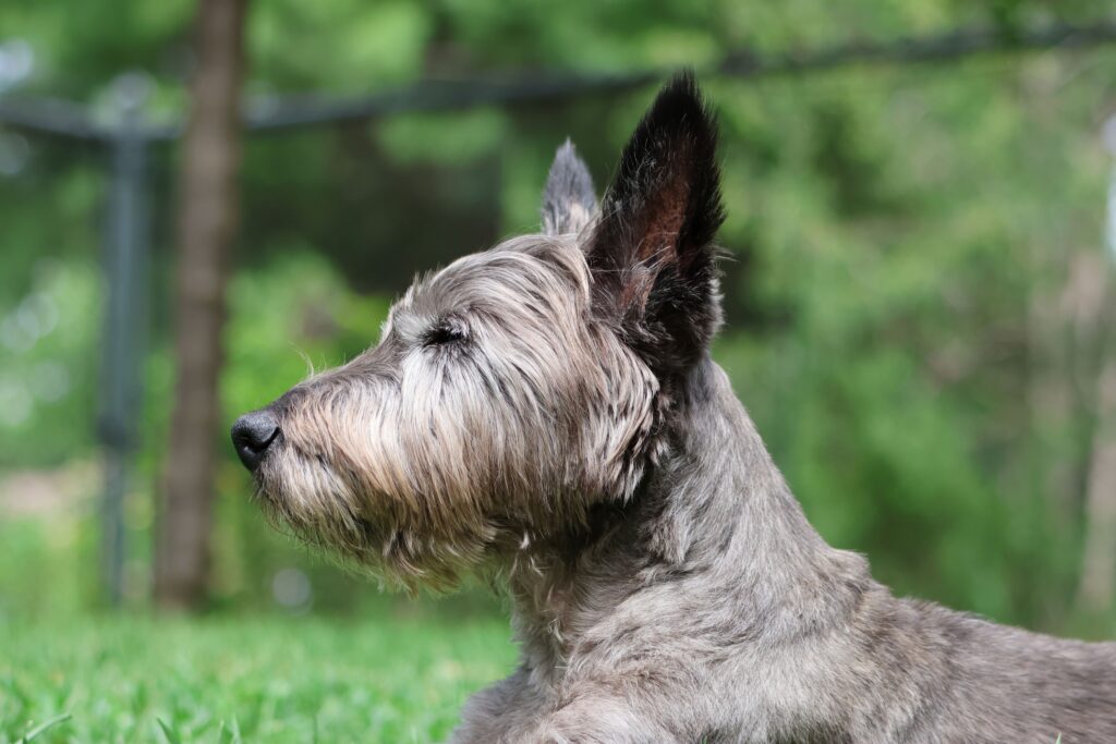 15 Dog Breeds That Build Stronger Bonds Through Quiet Companionship Than Constant Attention