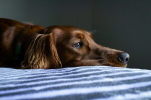 Dog Psychology Says Dogs Subjected to Extreme Social Deprivation Stop Initiating Affection Due to Extinction and Learned Helplessness