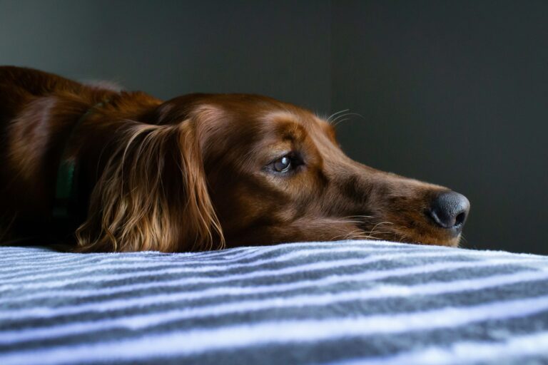 Dog Psychology Says Dogs Subjected to Extreme Social Deprivation Stop Initiating Affection Due to Extinction and Learned Helplessness