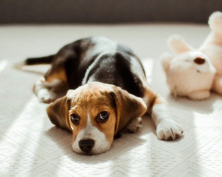 Ever wondered what dog breed you'd embody if you were to return as a canine?