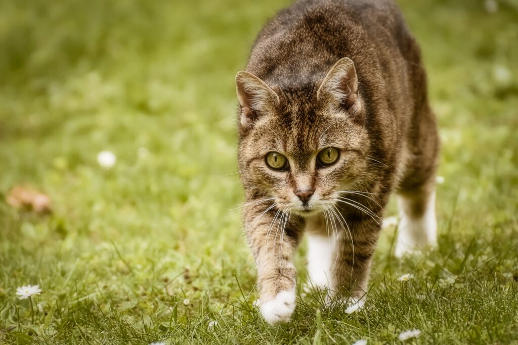 8 Ways Cats Show Emotional Intelligence Toward Their Owners