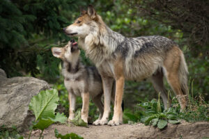 Could Ancient Wolves Have Domesticated Themselves?