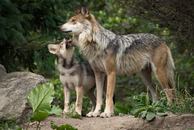 Could Ancient Wolves Have Domesticated Themselves?