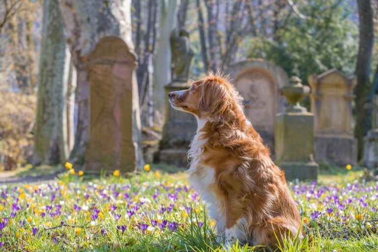 The Zodiac Signs That Grieve a Dog's Death Longer and More Deeply Than Anyone Expects