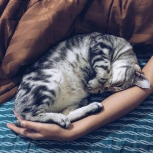 10 Things Cats Do Only for the Humans They Trust Completey