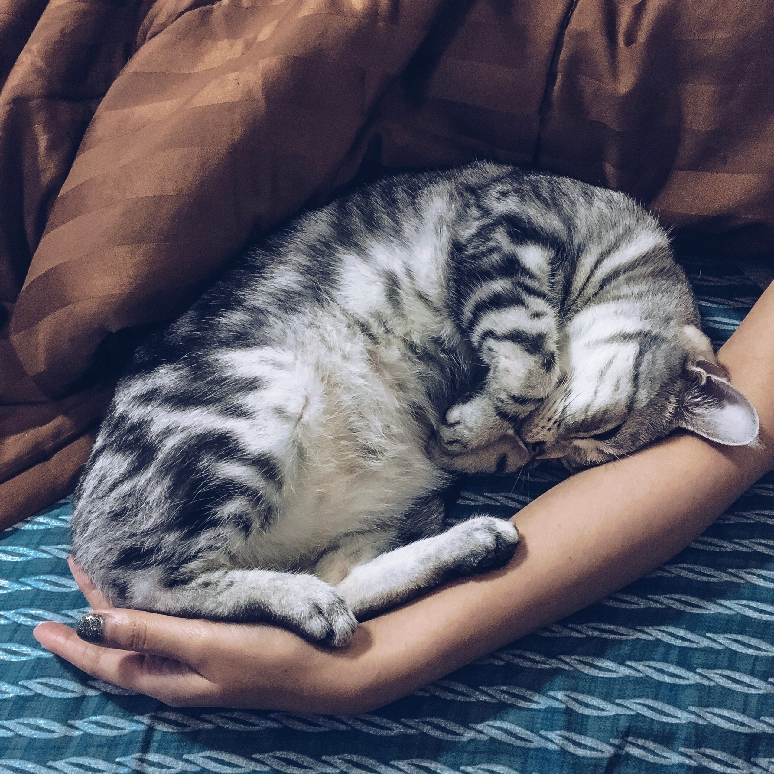 10 Things Cats Do Only for the Humans They Trust Completey