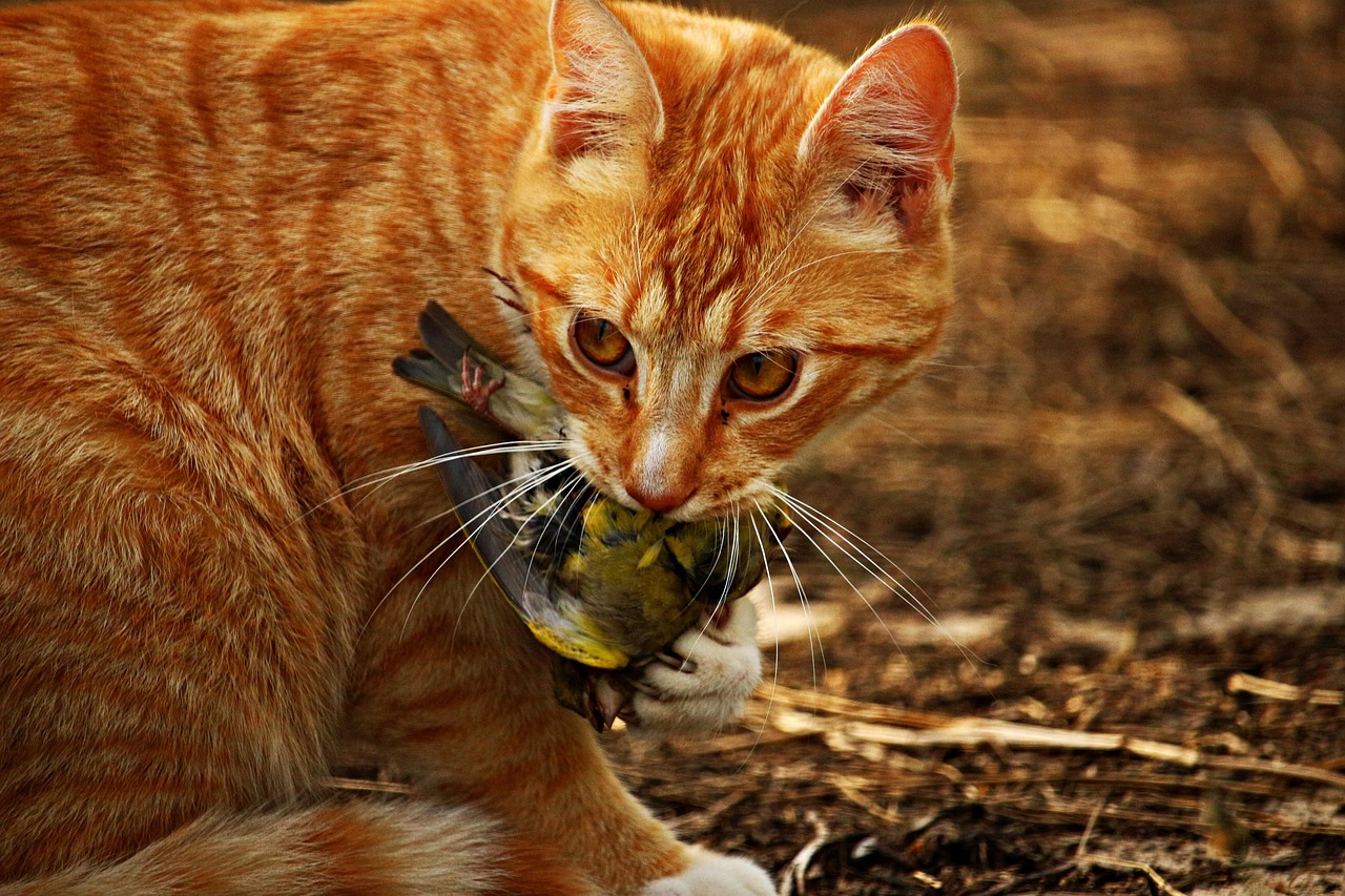 9 Moments When Your Cat Proves They Truly Love You