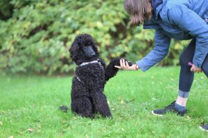 13 Small Moments With You Your Dog Will Never Let Go Of