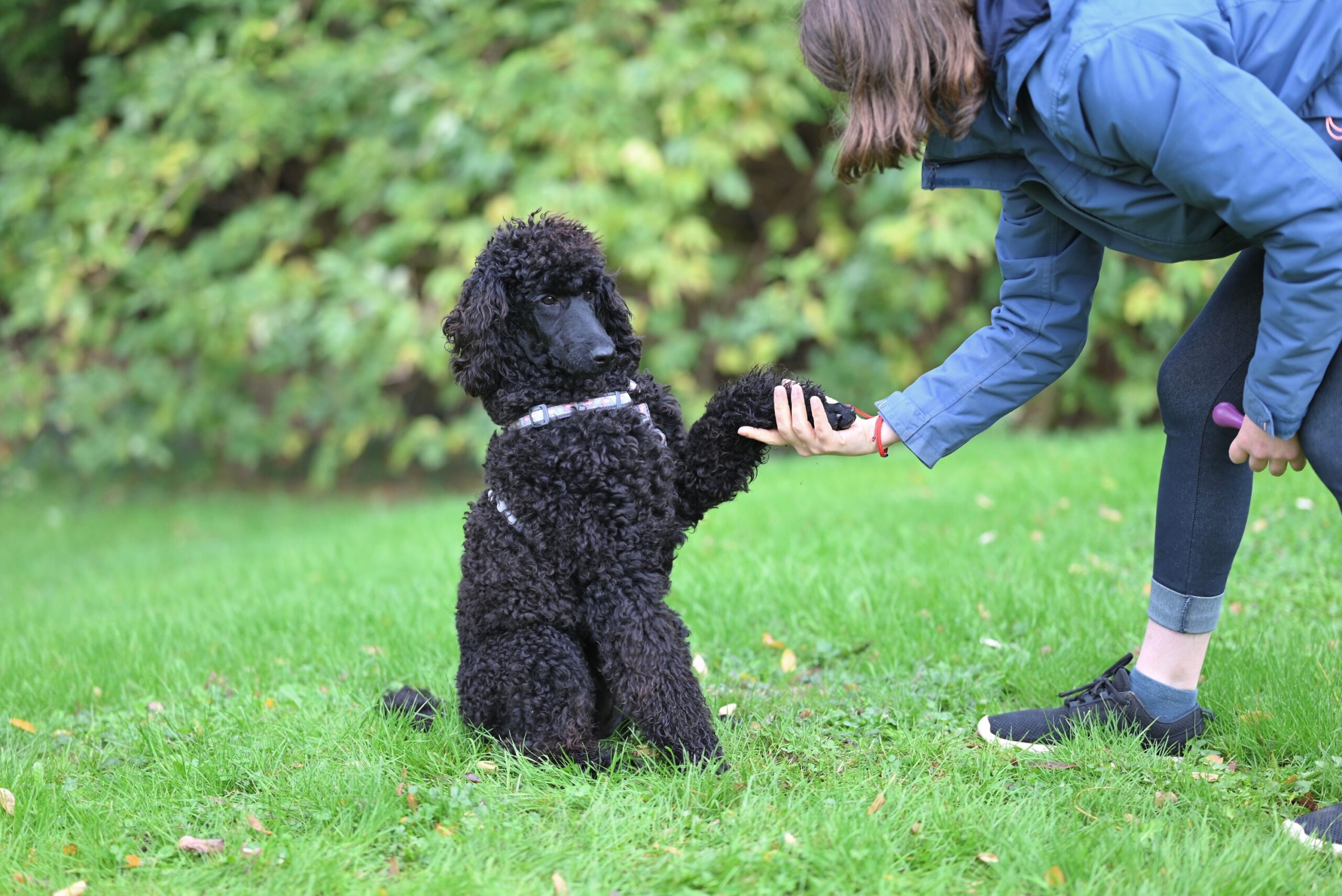 13 Small Moments With You Your Dog Will Never Let Go Of