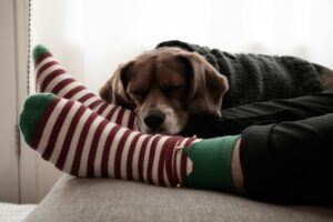14 Little Rituals Dogs Save Only for the One They Love Most