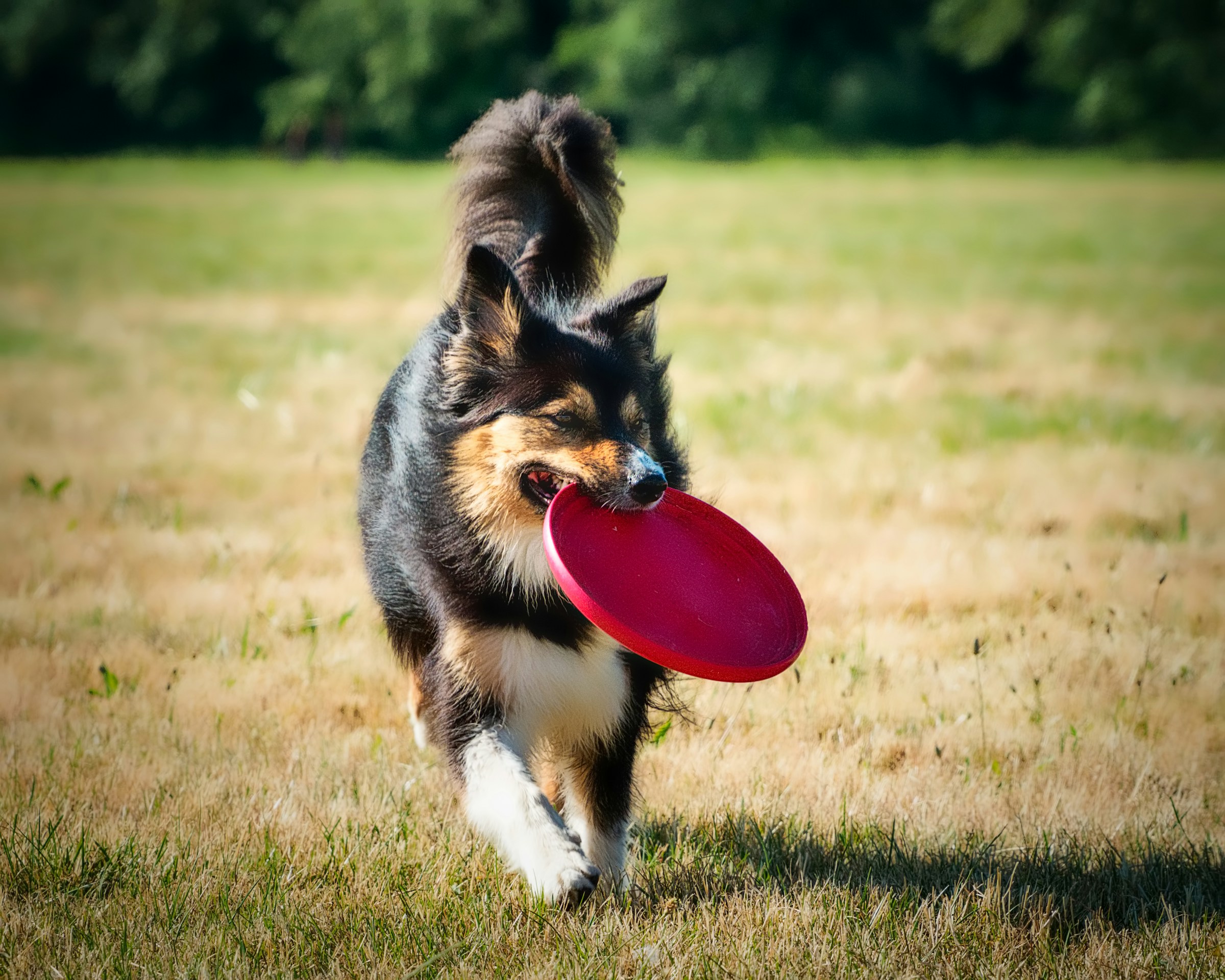 Why Your Dog Brings You Sticks and Rocks