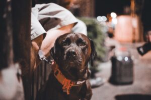 13 Things Dogs Seem to Finally Understand in Their Last Days