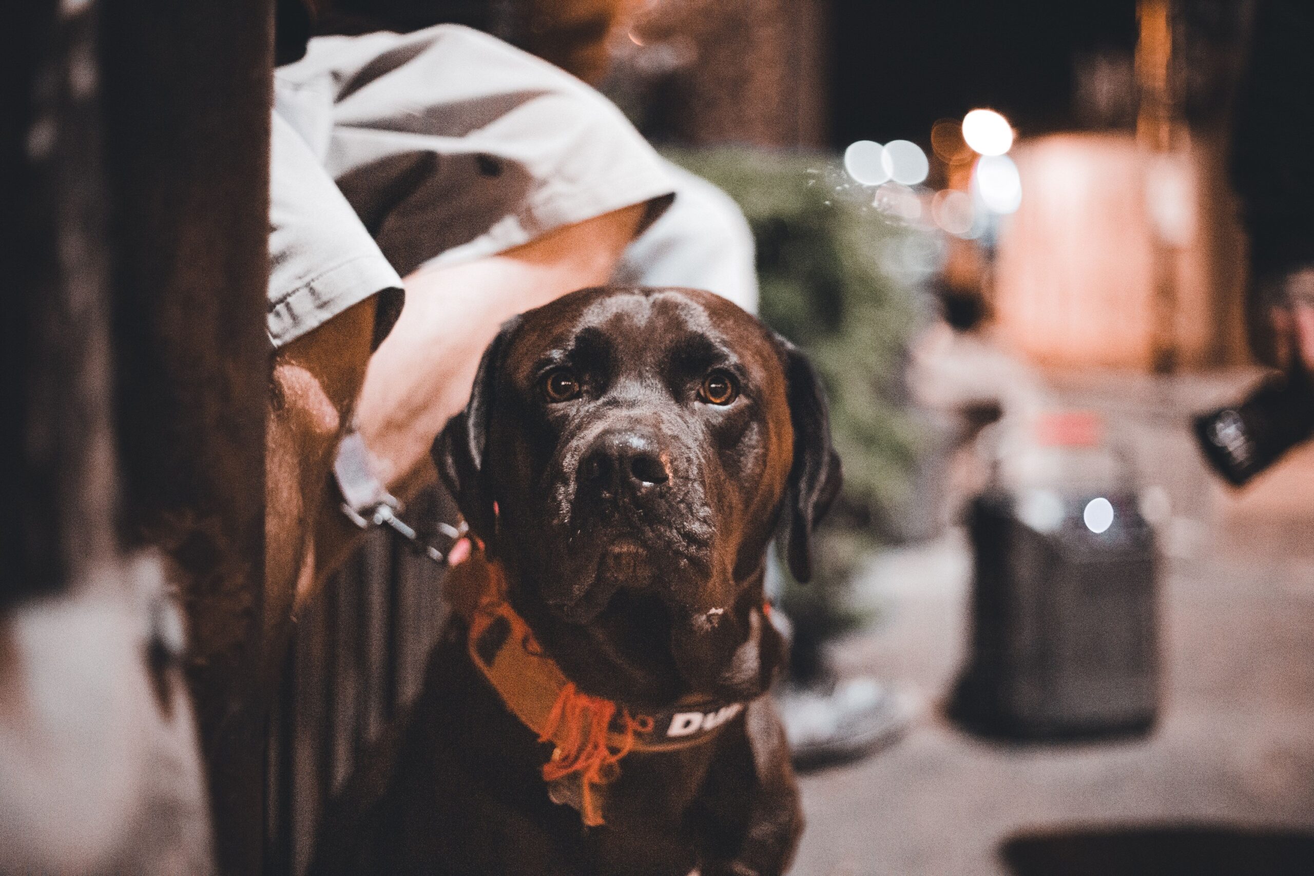 13 Things Dogs Seem to Finally Understand in Their Last Days