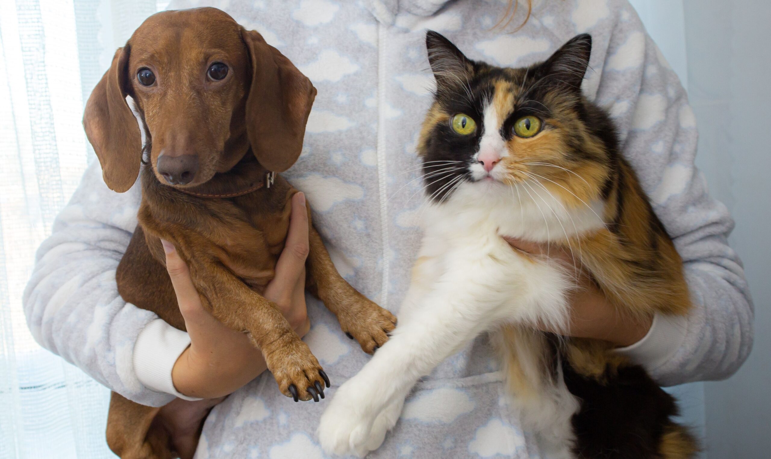 13 Moments Your Dog Replays in Their Mind While You Are Away
