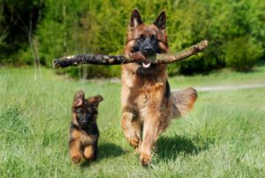 The Zodiac Signs That Are Naturally Born to Own a German Shepherd