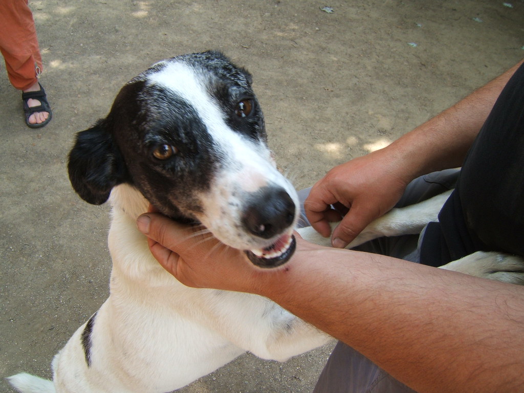 9 Behaviors That Prove Your Dog Has Appointed Themselves as Your Personal Physician