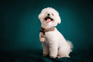 9 Dog Breeds That Physically Deteriorate Within Weeks When Separated From the Person They Chose as Their Own