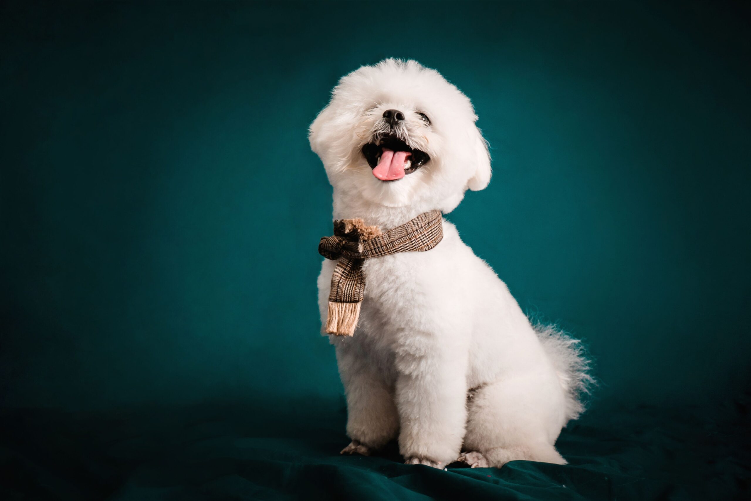 9 Dog Breeds That Physically Deteriorate Within Weeks When Separated From the Person They Chose as Their Own