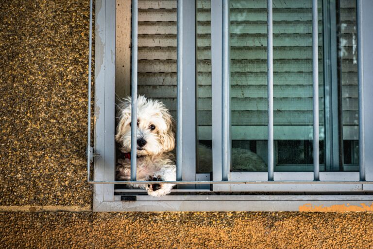 Why Your Dog Waits by the Door When You Leave Has Been Studied — Research Shows It's Separation-Related Stress Not a Trick to Make You Feel Guilty