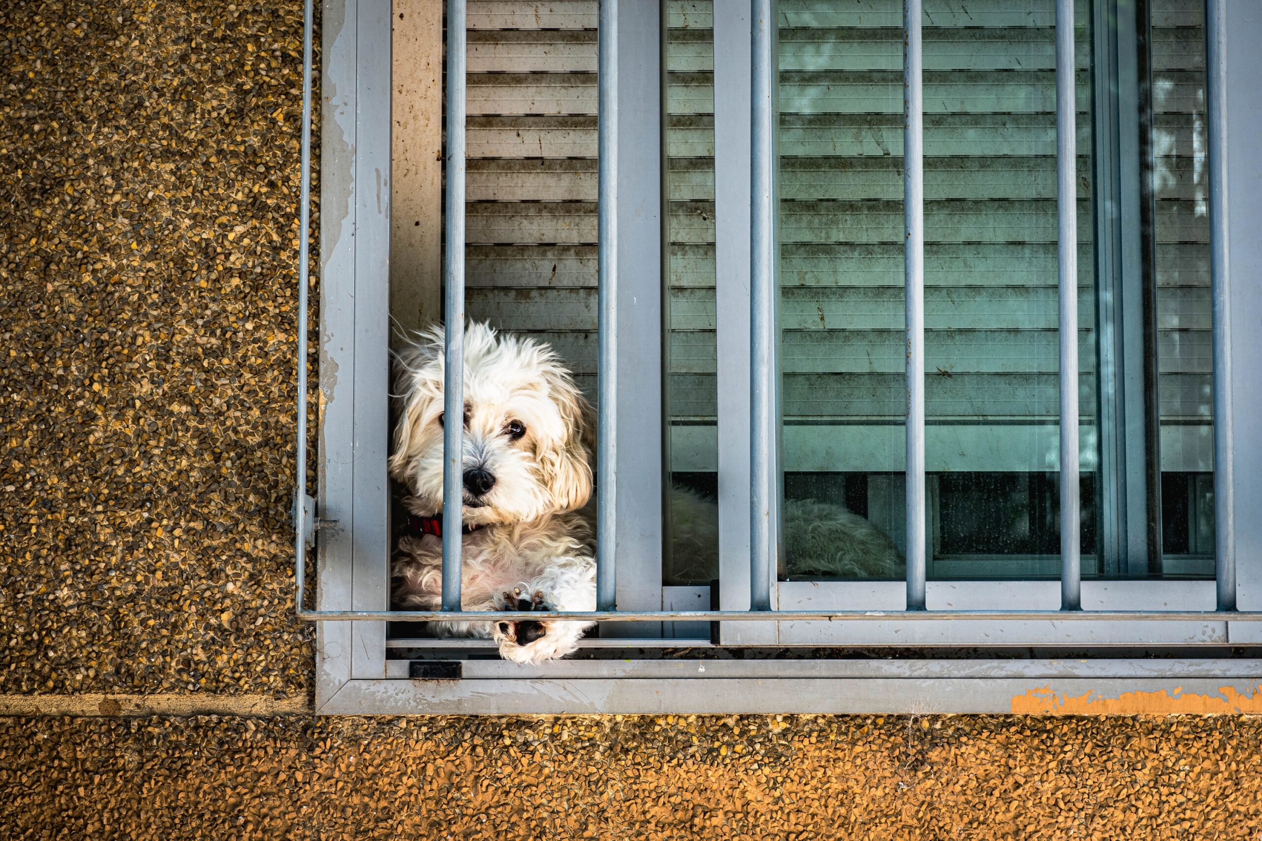 Why Your Dog Waits by the Door When You Leave Has Been Studied — Research Shows It's Separation-Related Stress Not a Trick to Make You Feel Guilty